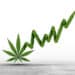 The New Green Rush: My #1 Cannabis Stock for the Next Boom