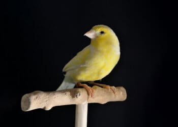 Portrait of yellow female canary stand on wooden perch isolated on black background with copy space. Bird shooting in a studio