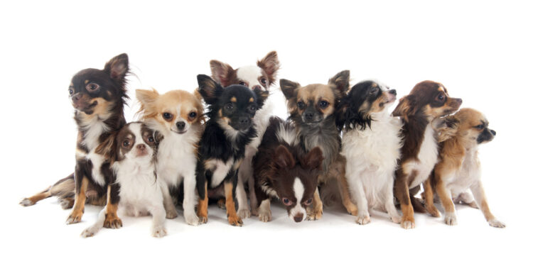 2023’s Top 10 Dogs of the Dow